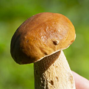 Boletus edulis or porcini mushroom in a woman's hand against the background of small fir trees in a summer forest.