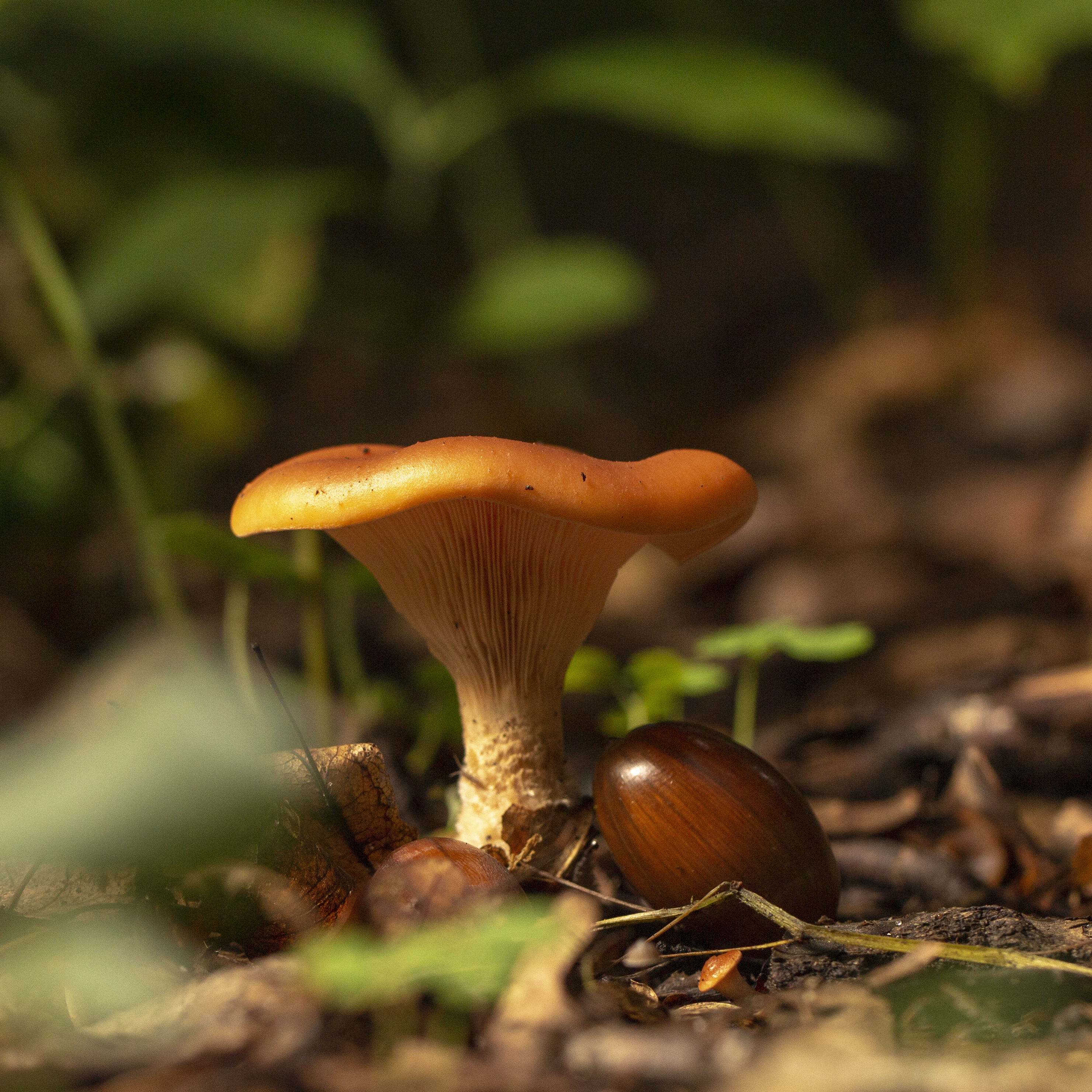 Chanterelle mushroom in the wood, Close-up, valuable edible mushroom