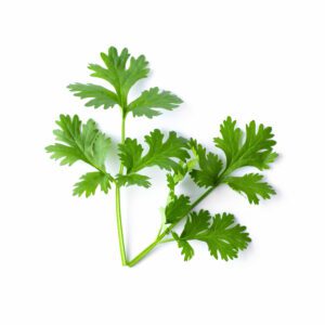 Green coriander leaves close-up, isolation on a white background. top view