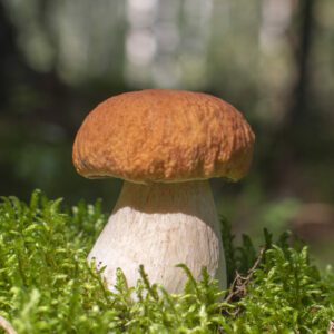 porcini mushroom grows in the forest in a clearing
